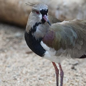 Chilean lapwing (Vanellus chilensis)