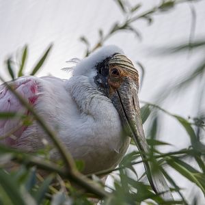 Roseate spoonbill (Platalea ajaja)