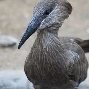 Hamerkop (Scopus umbretta)