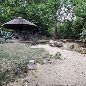 Babirusa enclosure
