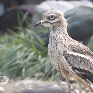 European thick-knee (Burhinus oedicnemus oedicnemus)