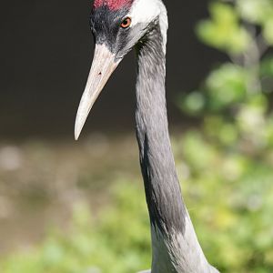 Japanese crane (Grus japonensis)