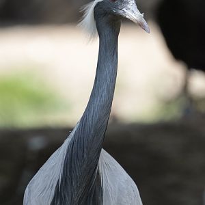 Demoiselle crane (Anthropoides virgo)