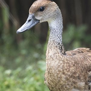 West Indian whistling-duck (Dendrocygna arborea)