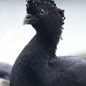 Red-billed curassow (Crax blumenbachii)