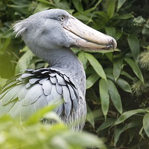 Shoebill (Balaeniceps rex)
