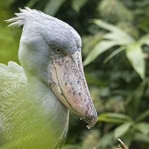 Shoebill (Balaeniceps rex)
