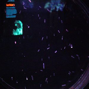 Abyssal Comb Jelly Tank (Beroe Abyssicola)