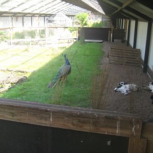 Dyrenes Verden - Free-flight aviary - Rabbit exhibit