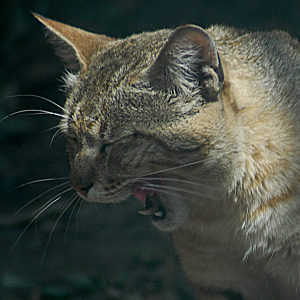 African Wildcat - Wildkatzenzentrum Felidae 2022