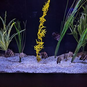 NEW Atlantic Spadefish exhibit