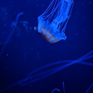 NEW Atlantic Bay Nettle