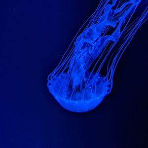 NEW Atlantic Bay Nettle