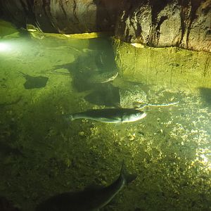 North Sea tank with European seabass and rays, 2022-09-14