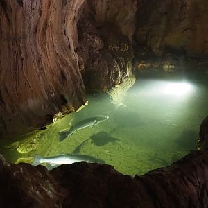 North Sea tank with European seabass and rays, 2022-09-14