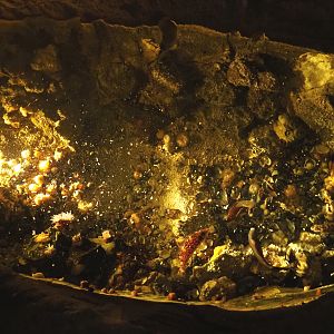 Temperate rock pool tank, 2022-09-14