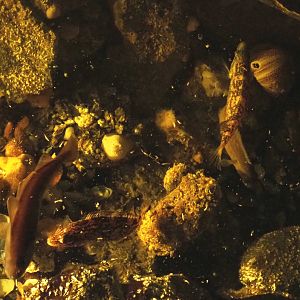 Pouting (Trisopterus luscus) and Tompot blennies (Parablennius gattorugine) in rock pool tank, 2022-09-14