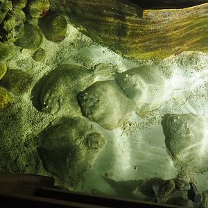 Pond with very large turbots, 2022-09-14