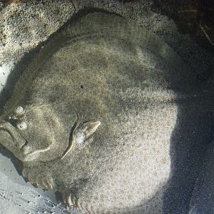Turbot (Scophthalmus maximus), 2022-09-14