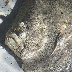 Turbot (Scophthalmus maximus), 2022-09-14
