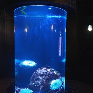 Cylinder tank with very large Pacific sea anemones, 2022-09-14