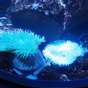 Very large Pacific sea anemones, 2022-09-14