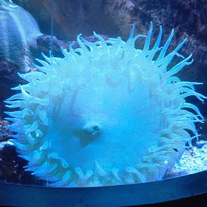 Very large Pacific sea anemone, 2022-09-14