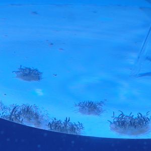 Upside-down jellyfishes (Cassiopea andromeda), 2022-09-14