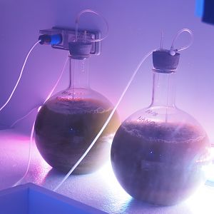 Nanoplankton growing flasks, 2022-09-14