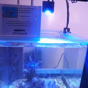 Banggai cardinalfish raising tank, 2022-09-14