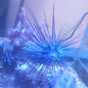 Sea urching in Banggai cardinalfish raising tank, 2022-09-14