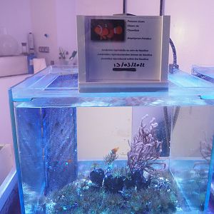 Amphiprion frenatus raising tank, 2022-09-14