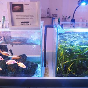 Freshwater cichlid raising tanks, 2022-09-14
