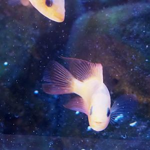 Juvenile Midas cichlid (Amphilophus citrinellus), 2022-09-14