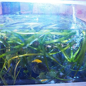 African cichlid raising tank, 2022-09-14