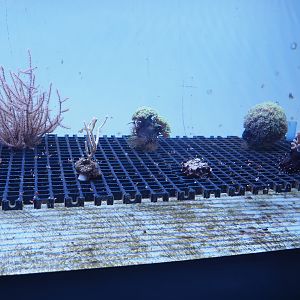 Coral propagation tank, 2022-09-14