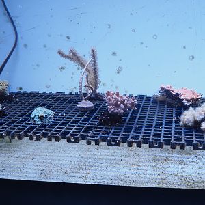 Coral propagation tank, 2022-09-14