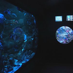 Seabream and Swallowtail seaperch tanks, 2022-09-14