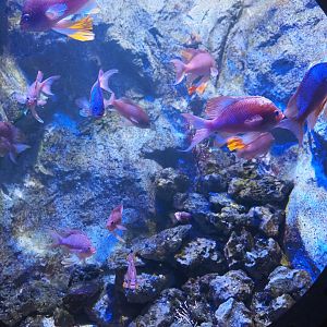 Swallowtail seaperch tank, 2022-09-14