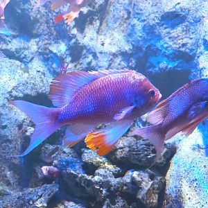Swallowtail seaperch (Anthias anthias), 2022-09-14