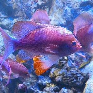 Swallowtail seaperch (Anthias anthias), 2022-09-14