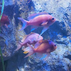 Swallowtail seaperch (Anthias anthias), 2022-09-14