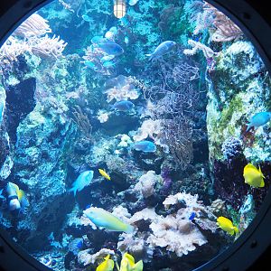 Surgeonfish, Angelfish, Damselfish and  Wrasse tank, 2022-09-14