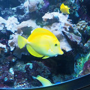 Yellow tang (Zebrasoma flavescens), 2022-09-14