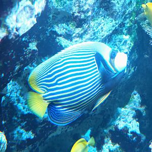 emperor angelfish (Pomacanthus imperator), 2022-09-14