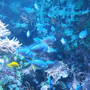 Green Chromis (Chromis viridis), 2022-09-14