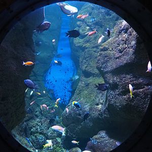 Reef crevice tank, 2022-09-14
