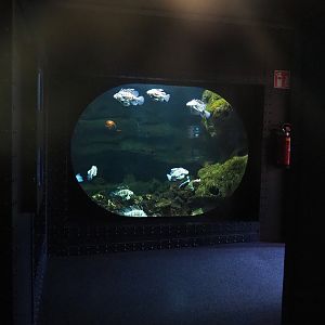 Red lionfish, Moray and Bluestreak cleaner wrasse tank, 2022-09-14