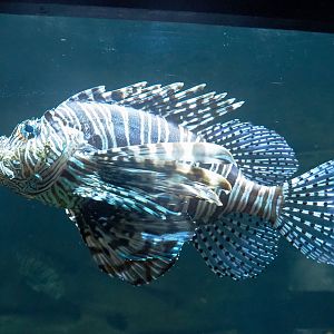 Red lionfish (Pterois volitans), 2022-09-14