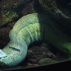 Red lionfish (Pterois volitans), Giant moray (Gymnothorax javanicus) and Bluestreak cleaner wrasse (Labroides dimidiatus), 2022-09-14